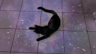 Interstellar meme cat