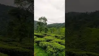 Tea garden surrounded by hills #derjeeling #nature #trending #teagarden