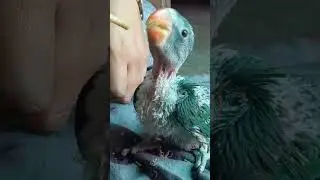 What to feed a baby Birds| homemade hand feeding formula recipe  #birds #babybird
