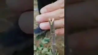🌱 Product Link in Comments 🌱 Best Professional Grafting Tools Pruner Kit