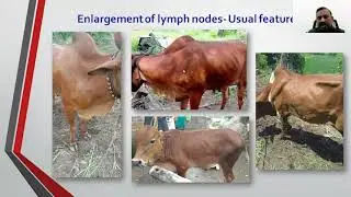 Lumpy Skin Disease in Bovine