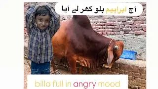 Ibrahim full happy||billo ghr ayaa|| Asim Raza||