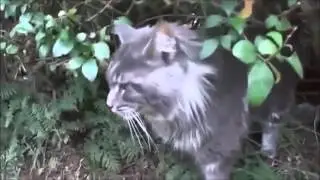 Classical cats funny compilation