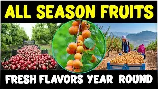 The Ultimate Guide to All-Season Fruits: Fresh Flavors Year-Round