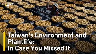 Taiwan's Environment and Plantlife: In Case You Missed It | TaiwanPlus News