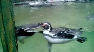 Zoo Liberec Пінгвіни