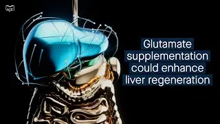 Newly discovered mechanism of liver regeneration indicates patient benefits of glutamate supplem...