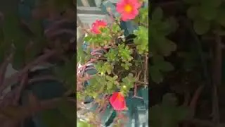 #Garden flowers 💐 😍 #Two colour's #Beautiful home 🏡 Garden tour