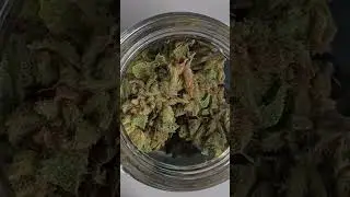 9/23/25 started curing process #marijuanagrowers #growmarijuana #garden #curingprocess