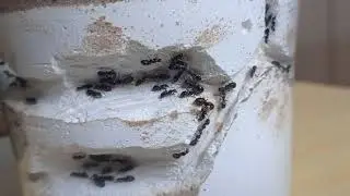 Camponotus sp - formigario com 1 ano!