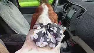 Door Dasher 🛻Daisy Duke Bassett is doing a pizza 🍕 pickup.