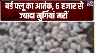 Bird Flu: महाराष्ट्र में बर्ड फ्लू का खतरा, 6 हजार से ज्यादा मुर्गियां मरीं-TV9 | Maharashtra