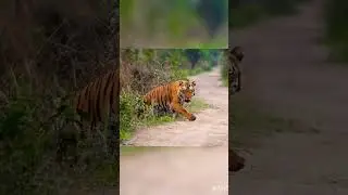 NAGARA HOLE TIGER RESERVE #tiger #friendspoint #KGF