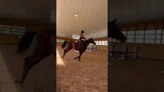#horse #hunter #equestrian #training