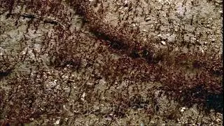 Close up top shot line of army ants -Dorylus nigricans- operating a work tunnel to transport food...