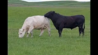 Ваши быки действительно производят телят?