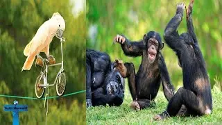 Smart Animals Doing Amazing Things| Clever Animals Compilation|Animals Surprise Everyone with Skills