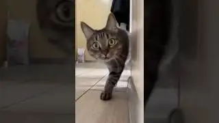 cat kabutar 🕊️ attack 😭😭😲 #music #cat #live #viral #status