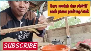 Tutorial asah pisau grafting / stek