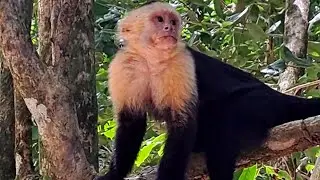 Aventuras con los Monos Cara Blanca