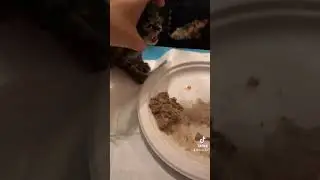 Мой совет №1 по отлучению котят от груди!