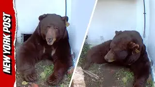 Massive 500-Pound Bear Moves Into California Crawl Space, Stuns Homeowner