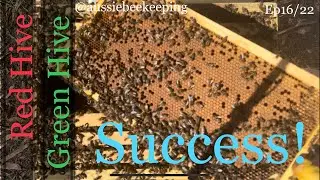 When Things Just Click- Green and Red Hive update - Aussiebeekeeping - 19-Feb-22