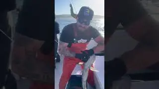 Bonk and bleed by hand, if you&rsquo;re with out the tools. #fishing #shorts #sea #outdoors #ocean #fish