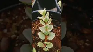 #portulacaria afra #varigata #rainbow #bush #tricolour #leaves #beautiful #succulent #shorts #viral