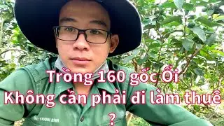 #34 Chia sẽ cách trồng 160 cây ổi cho thu nhập gần 8 triệu một tháng ? | Thanh Bình Farm