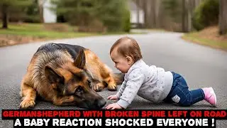 German Shepherd With Broken Spine Left On Road &bull; A Baby Reaction Shocked Everyone!
