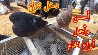 سوق السبت تمارة رحبة الطيور والحمام للتعرف على الأتمنة 