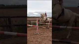 Jumping bounces #bareback #horse #equestrian #showjumping #horseriding #stallion #equestrianrider