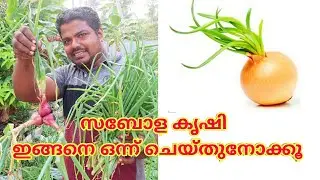 സവാള കൃഷി ഈ രീതിയിൽ ഒന്നു കൃഷി ചെയ്തു നോക്കൂ