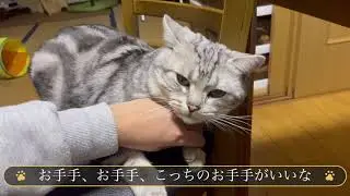 爪切りを断固拒否する猫たち