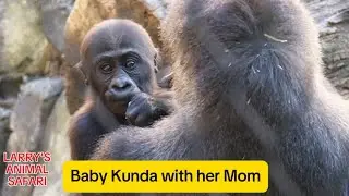 Малышка гориллы - Кунда с Кеби (#57) ----#babygorillas