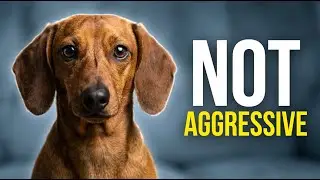 Reactive Dog Lunging: Causes and How to Stop It