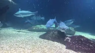 Tulsa, OK Aquarium part 1|| DoriesP Vlog