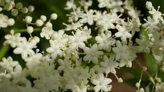American Elderberries, September 2025