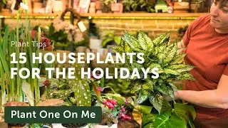 Top 15 HOLIDAY HOUSEPLANTS — Ep. 352