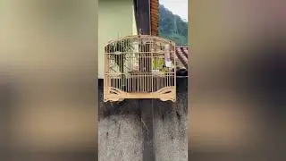 COLEIRO TUI TUI TUI ZERO ZERO ZERO 