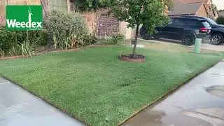 How to Perform a Catch Can Test on Your Lawn