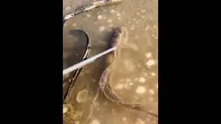 Top Catch Beautiful Sea Animals On the Beach #shorts 211