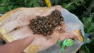 Fun With a Bee Tree! How to get them to move into Your Box!