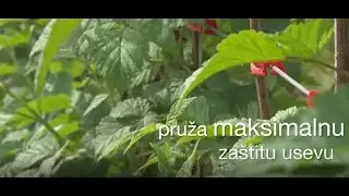 Tvrđava u odbrani od bolesti - QuadrisTop fungicid
