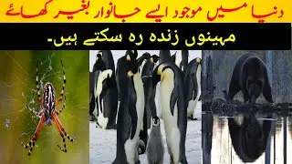 Which animals can survive without food for many months.