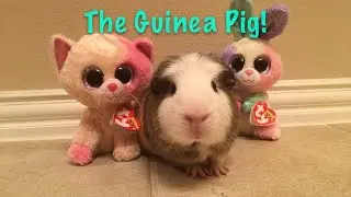 Beanie Boo's: The Guinea Pig! (REUPLOADED)