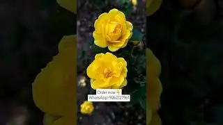 Imported Rare variety Rose plant online shopping #rose #roses #plants #flowers #garden #online #leaf