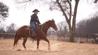 Levelland Horse Sale