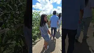 Corn Maze at Bedner's Farm
